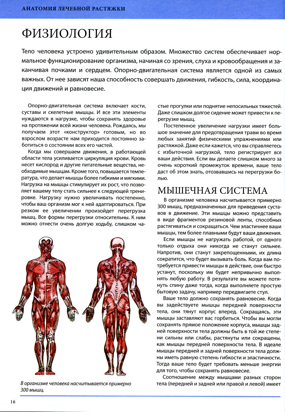 Анатомия лечебной растяжки: быстрое избавление от боли и профилактика травм