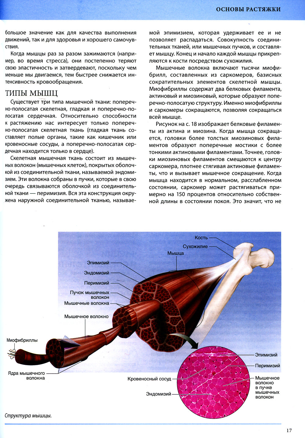 Анатомия лечебной растяжки: быстрое избавление от боли и профилактика травм