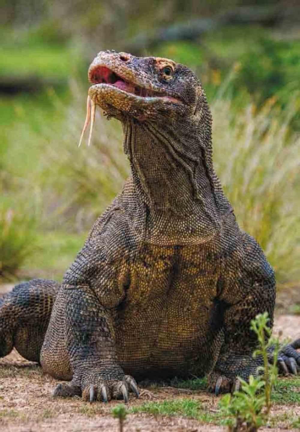 Le livre contient des dragons. BIOlivre A. Толмачева