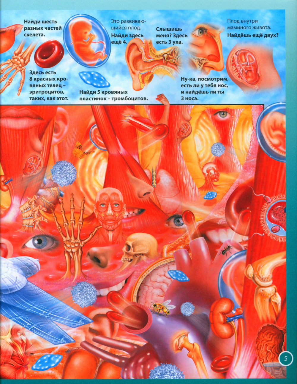 Анатомия человека. Книга для мальчиков и девочек