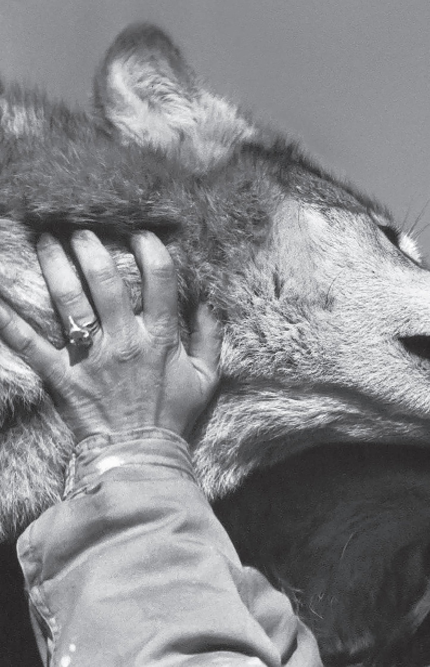 Сила Волчьей осталась. Реальные истории из жизни диких хищников