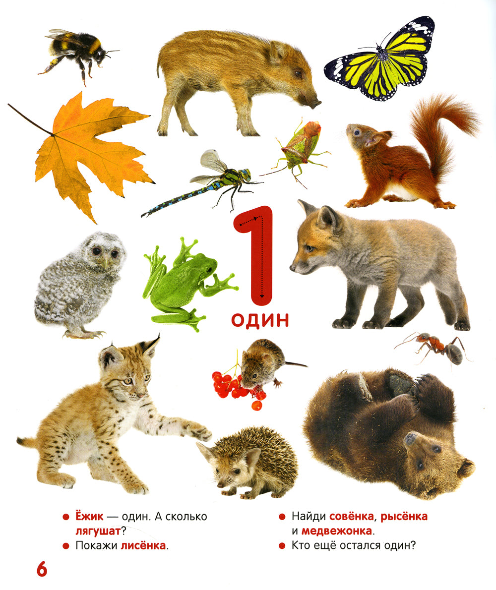 Цифры и счет