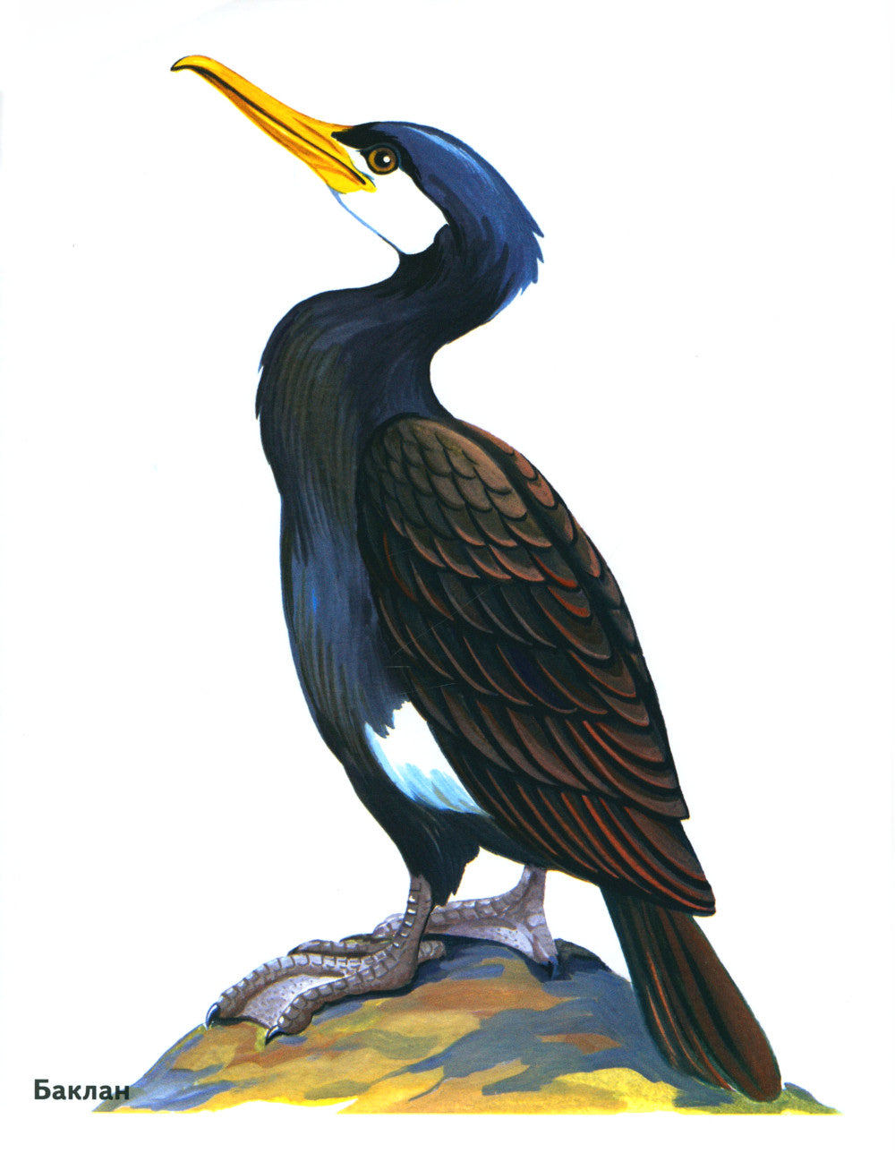 Птицы в картинках. Вып. 3. Наглядное пособие для педагогов, логопедов, воспитателей, родителей.