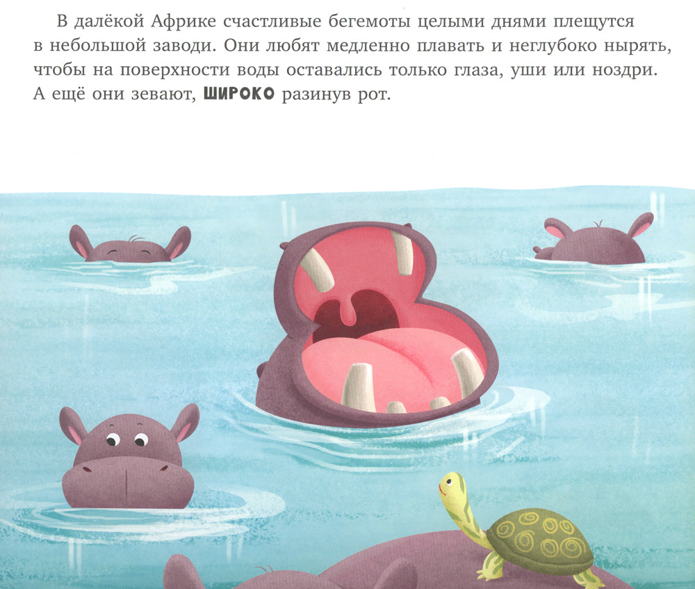 Бегемотик злится