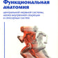 Функциональная анатомия центральной нервной системы, желез внутренней секреции и сенсорных систем: Учебное пособие для ВУЗов
