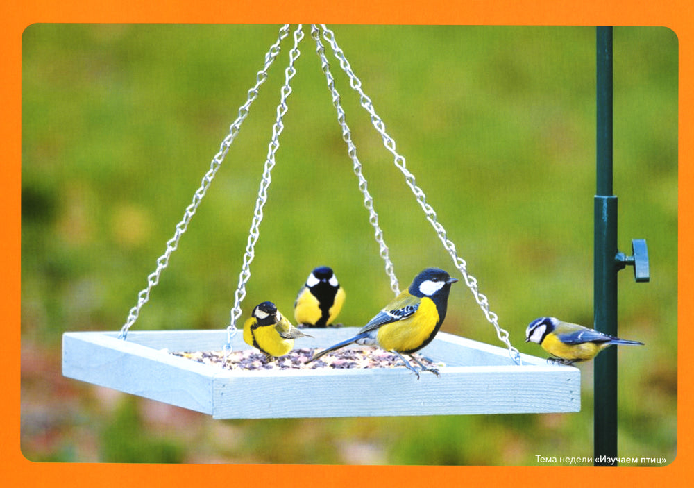 Наглядно-дидактический материал к теме "Изучаем птиц". 3-5 лет