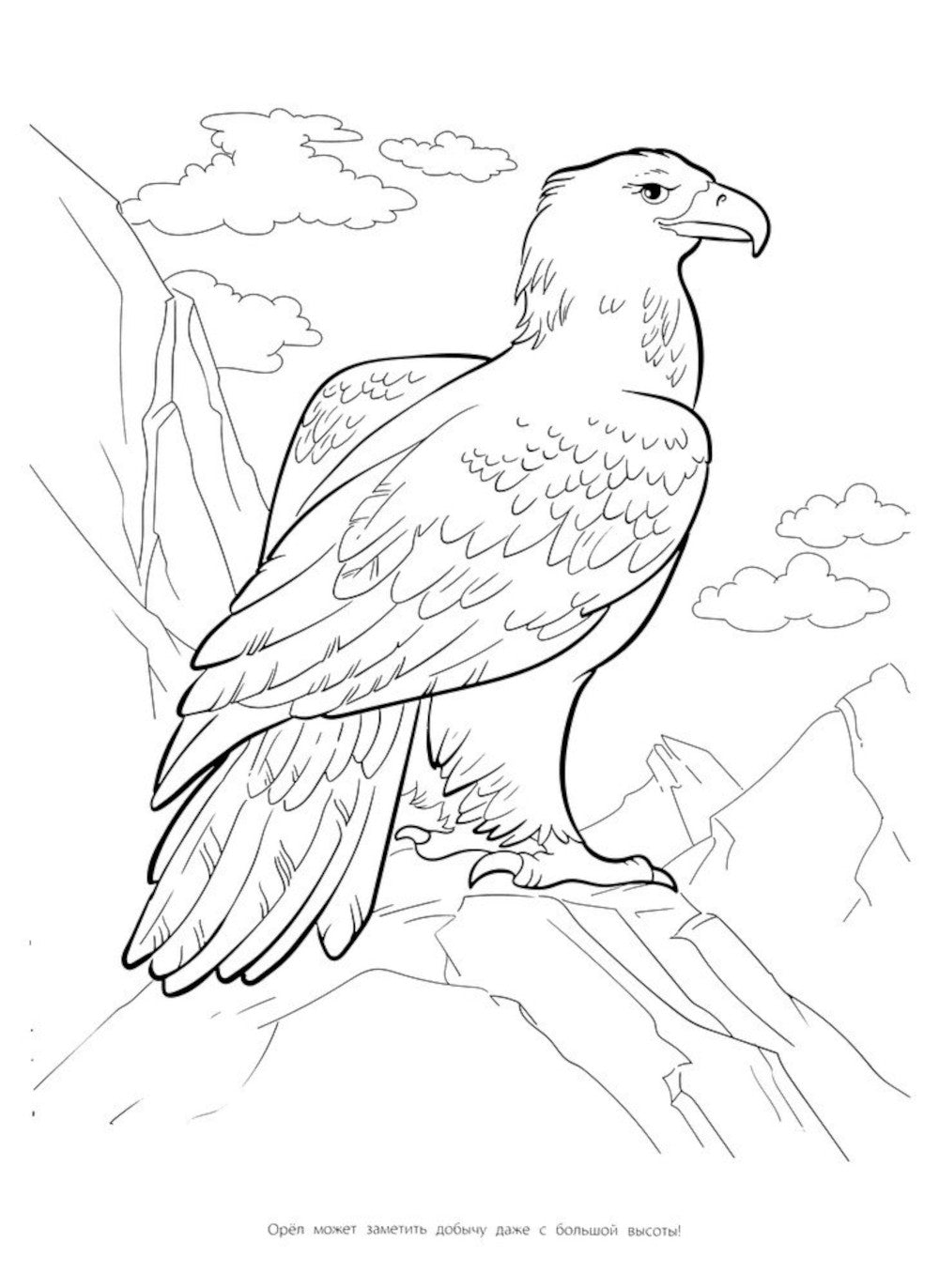 Megaraccrask. Животные