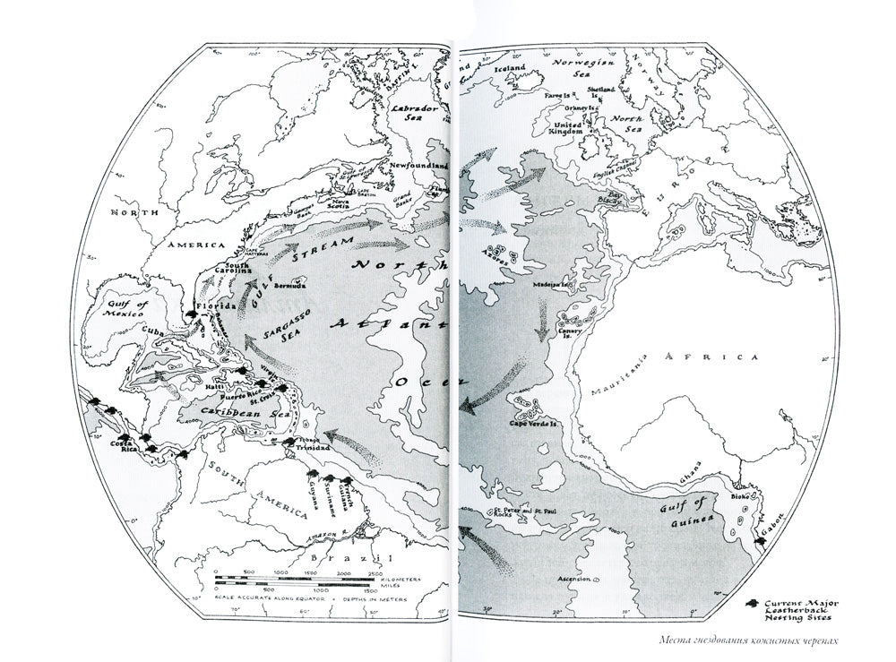 В погоне за черепахой: Путешествие четверть века в 200 миллионов лет