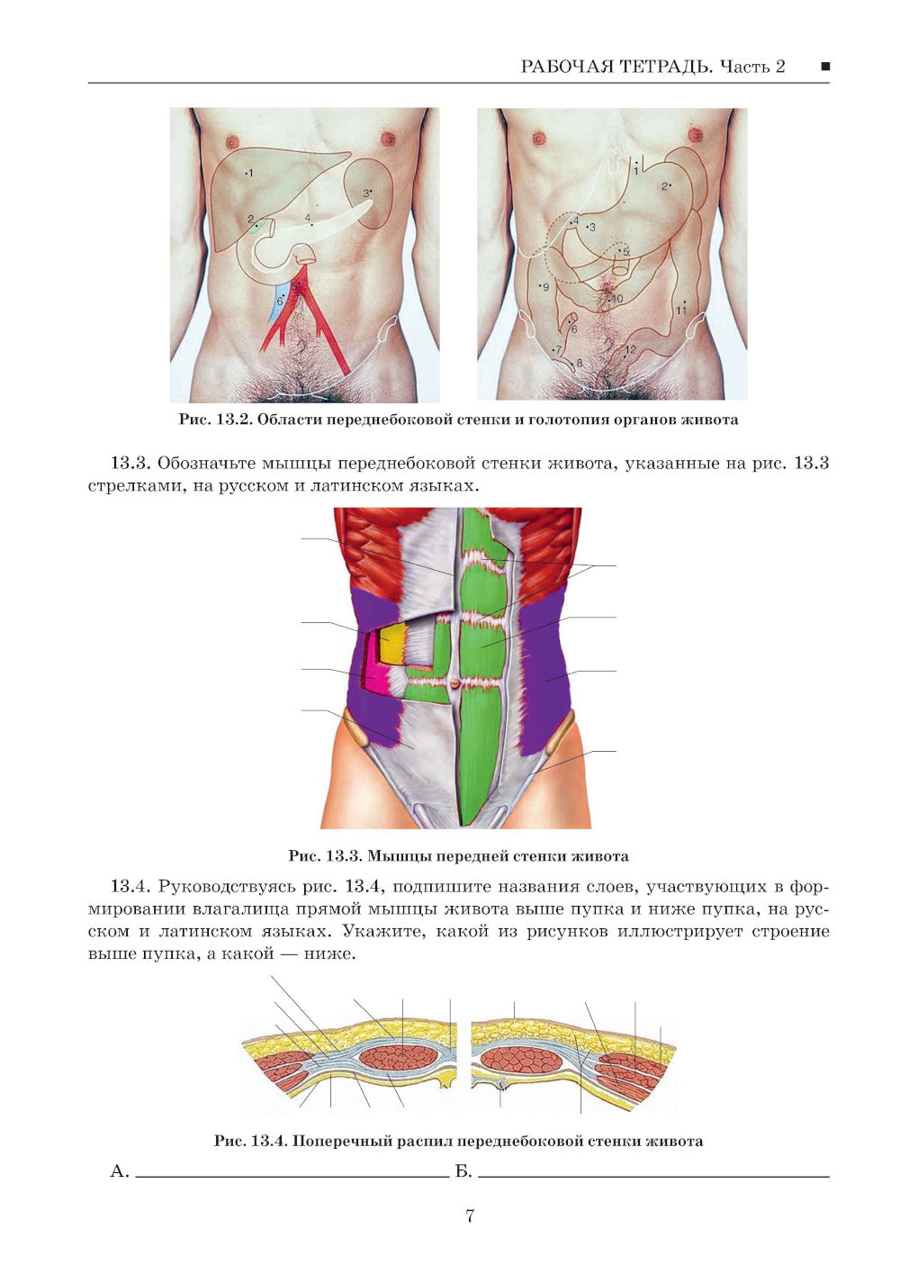Anatomie topographique et chirurgie opérationnelle. Рабочая тетрадь. 2 heures. Ч. 2 (obl.)