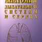 Анатомия дыхательной системы и сердца: Учебное пособие. 14-е изд., перераб. и испр