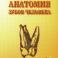 Анатомия зубов человека. 5-е изд., доп. и испр