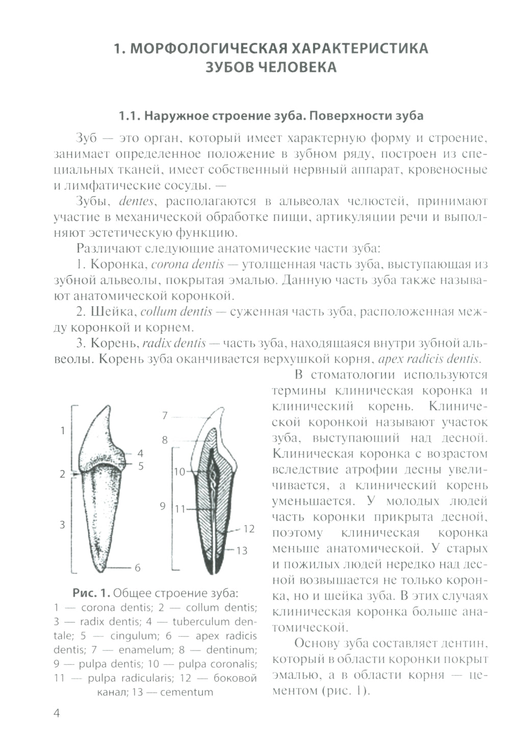 Анатомия зубов человека. 5-е изд., доп. и испр