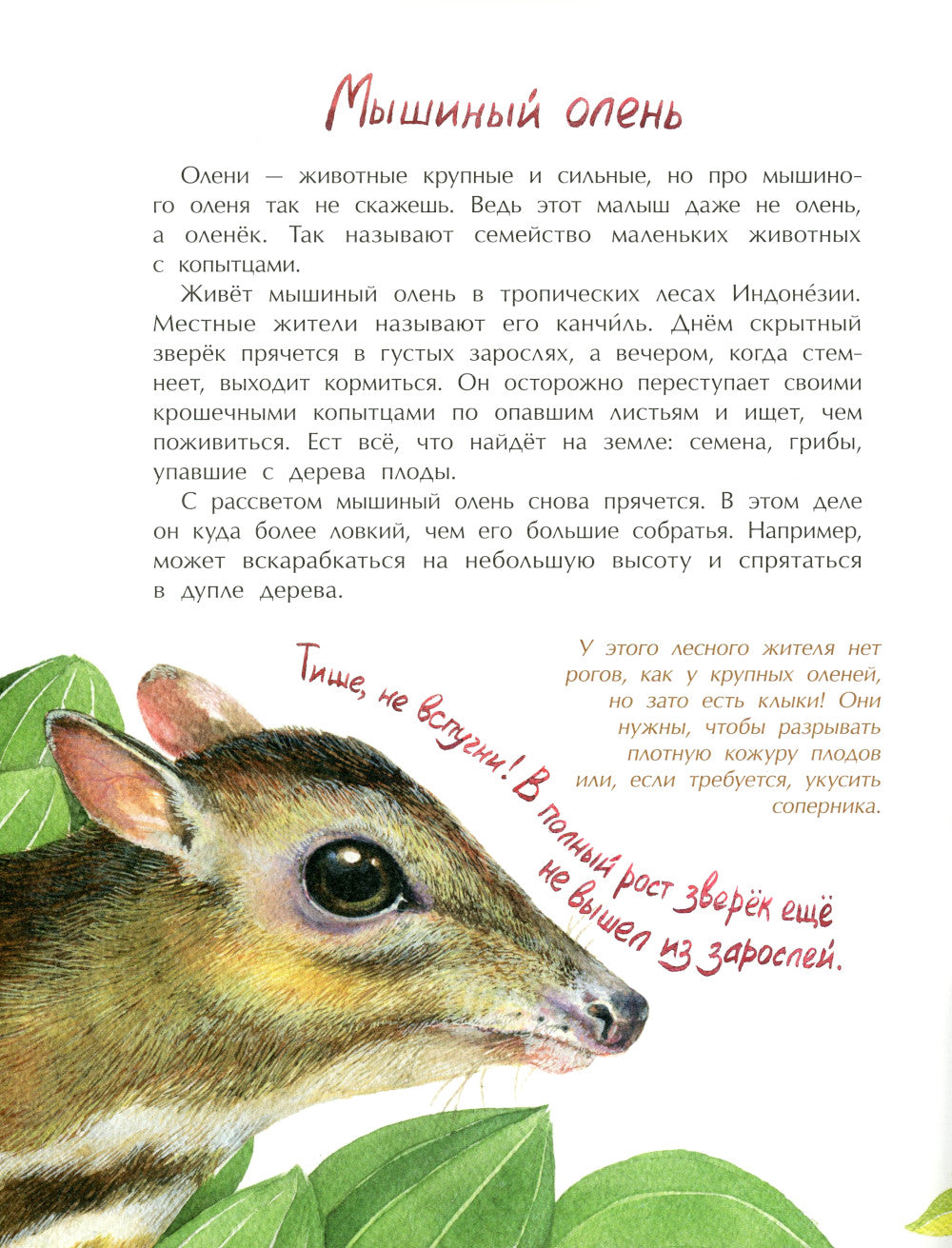 Животные-малютки. Кто на свете меньше всех? Вып. 163. 4-е изд