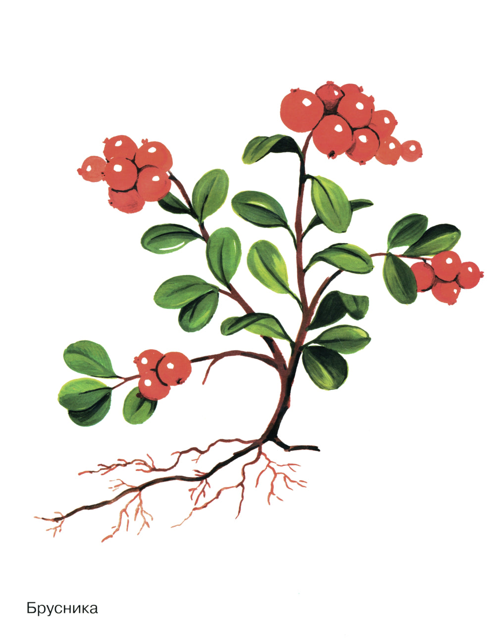 Ягоды в картинках. Наглядное пособие для педагогов, воспитателей, логопедов, родителей