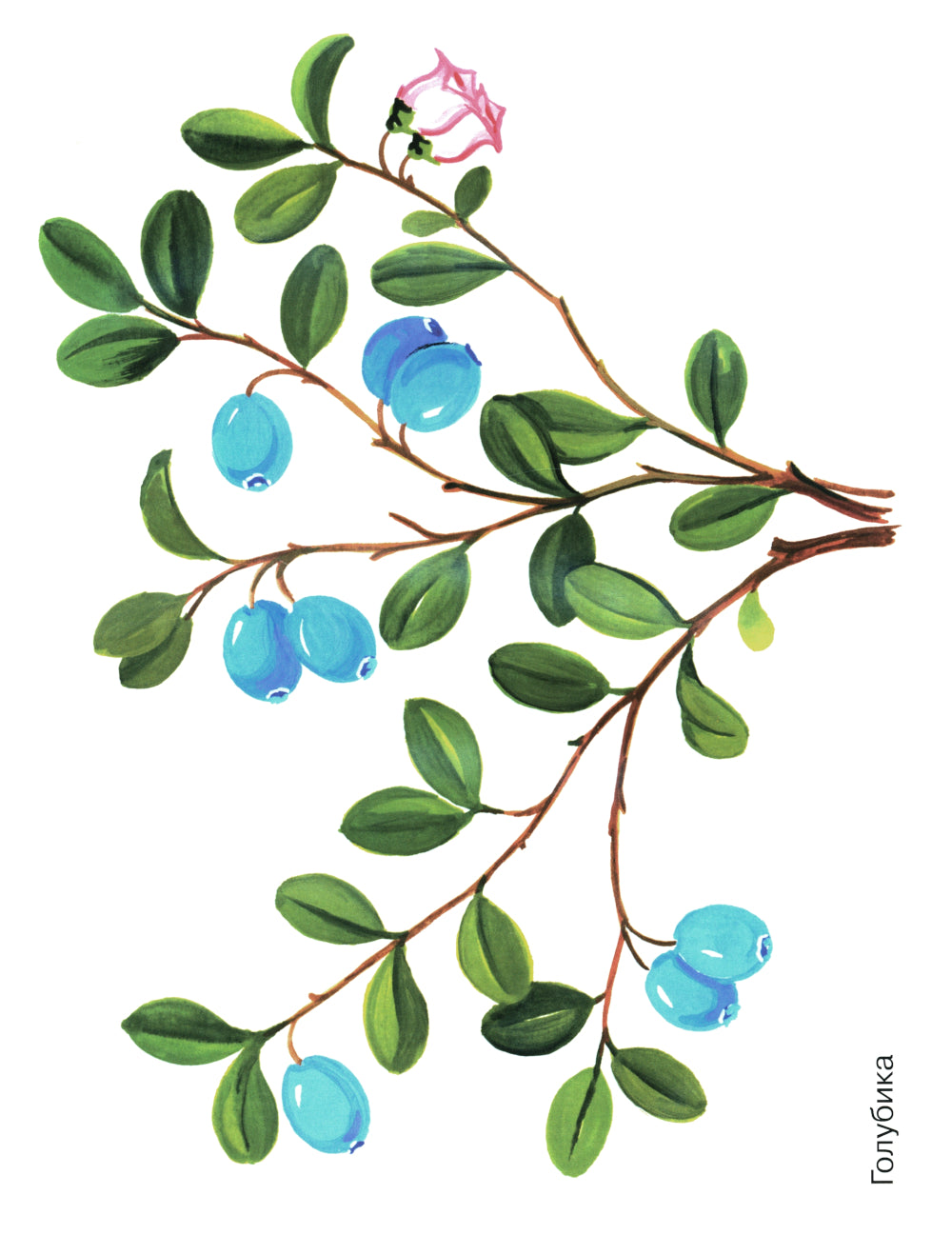 Ягоды в картинках. Наглядное пособие для педагогов, воспитателей, логопедов, родителей