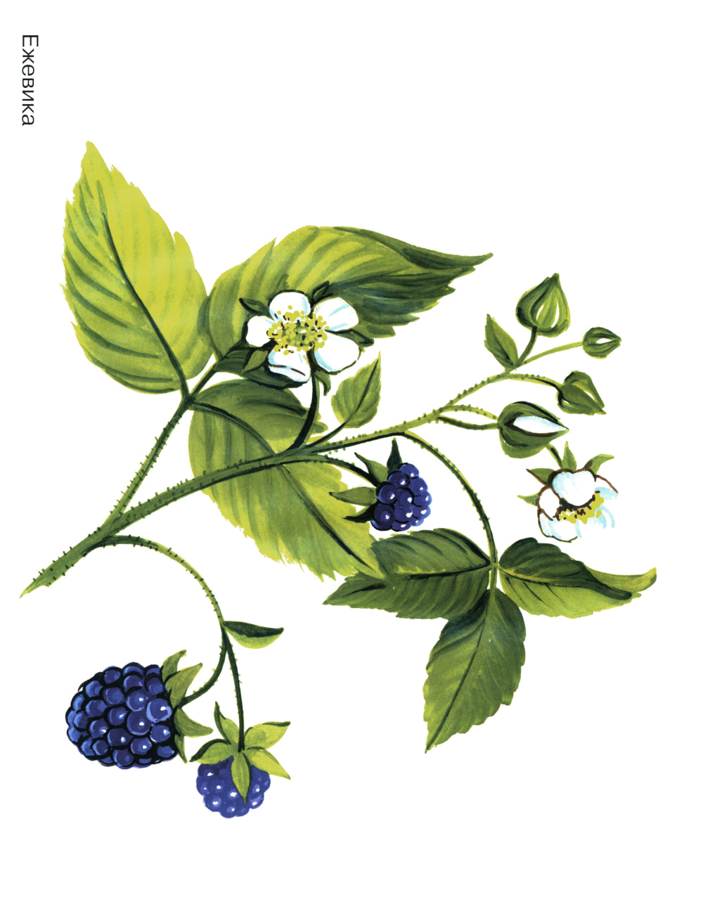 Ягоды в картинках. Наглядное пособие для педагогов, воспитателей, логопедов, родителей