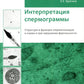 Интерпретация спермограммы. Структура и функции сперматозоидов в норме и при нарушении фертильности