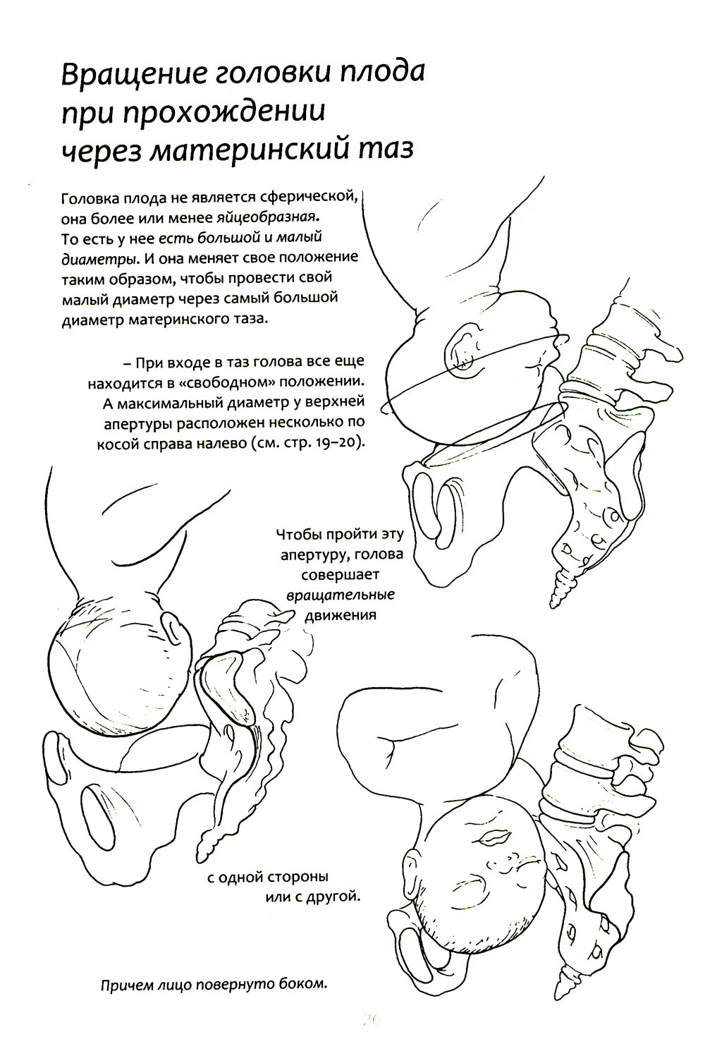 Книга упражнений для прокачки мышц тазового дна. Французская система полного восстановления работоспособности для женщин