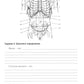 Анатомия человека: Спланхнология. Ч. 4. Пищеварительная система: тетрадь-практикум