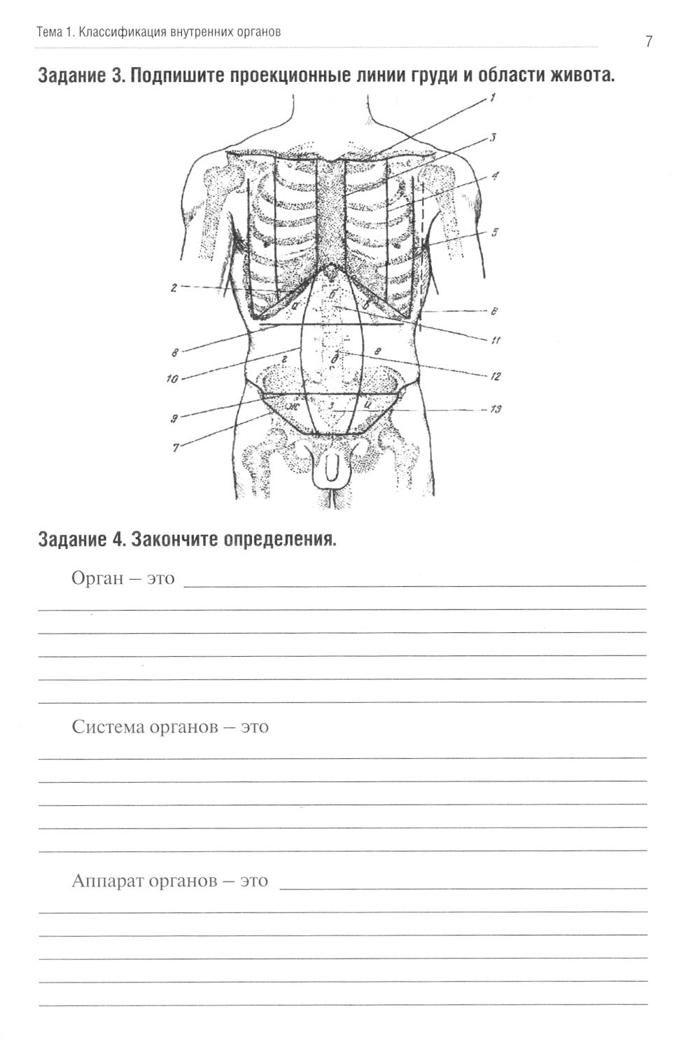 Анатомия человека: Спланхнология. Ч. 4. Пищеварительная система: тетрадь-практикум