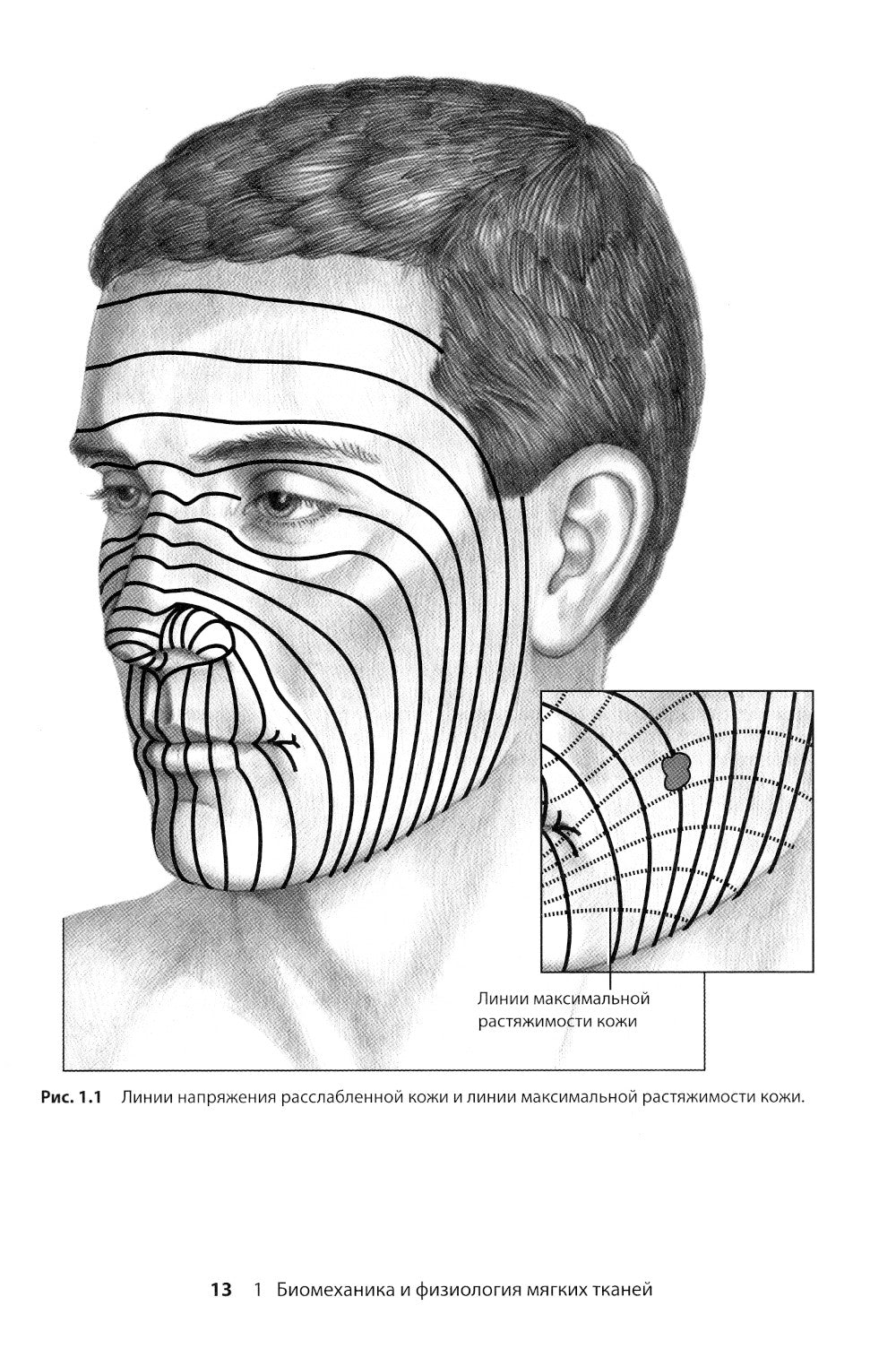 Реконструктивная пластическая хирургия лица: Дифференцированный подход с учетом особенностей эстетических субъединиц. 3-е изд