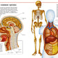Первый атлас анатомии человека
