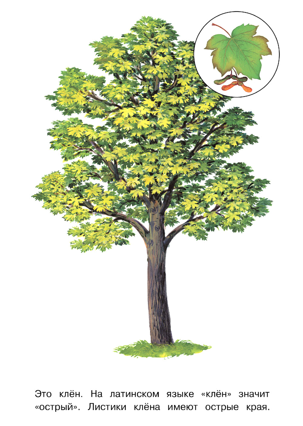 Деревья: раскраска