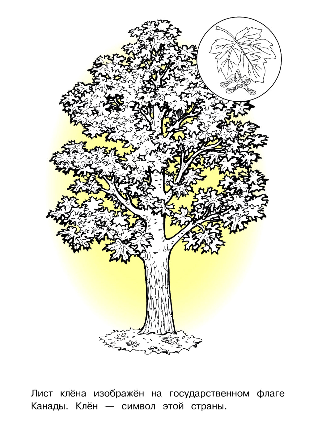 Деревья: раскраска