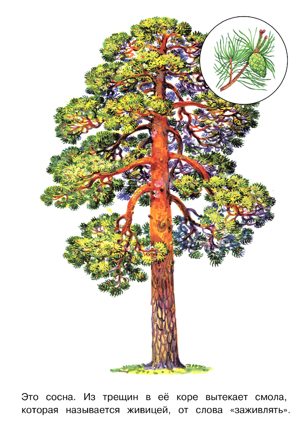 Деревья: раскраска