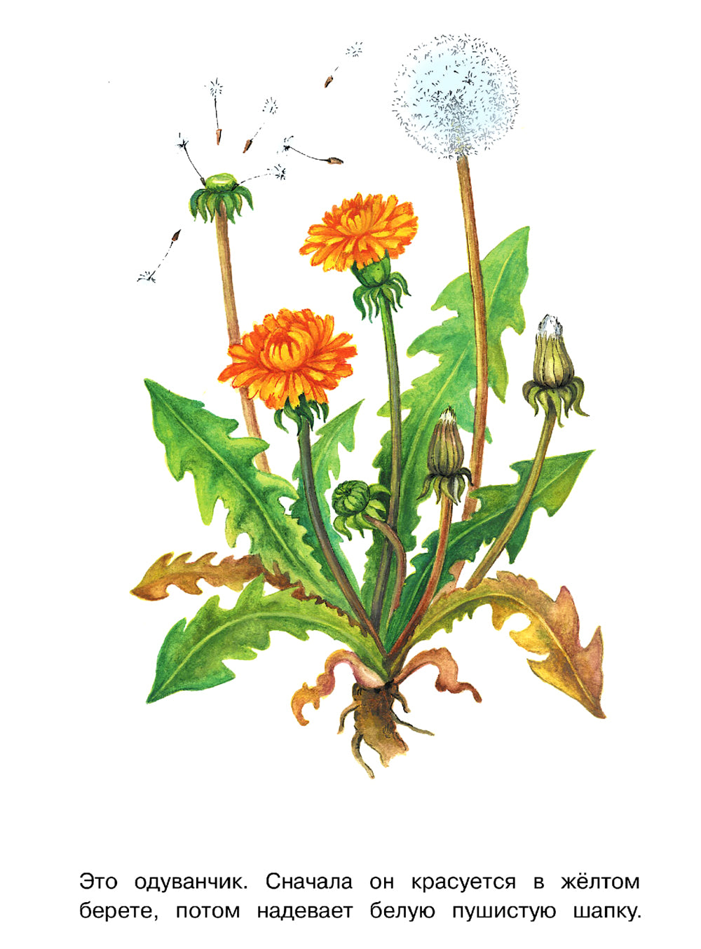 Thèmes de loisirs et de divertissement : раскраска