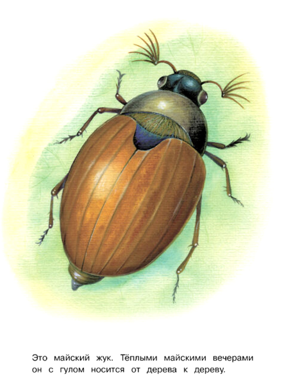 Насекомые: раскраска