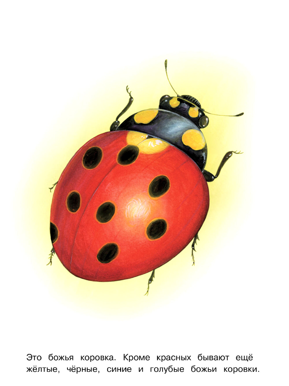 Насекомые: раскраска