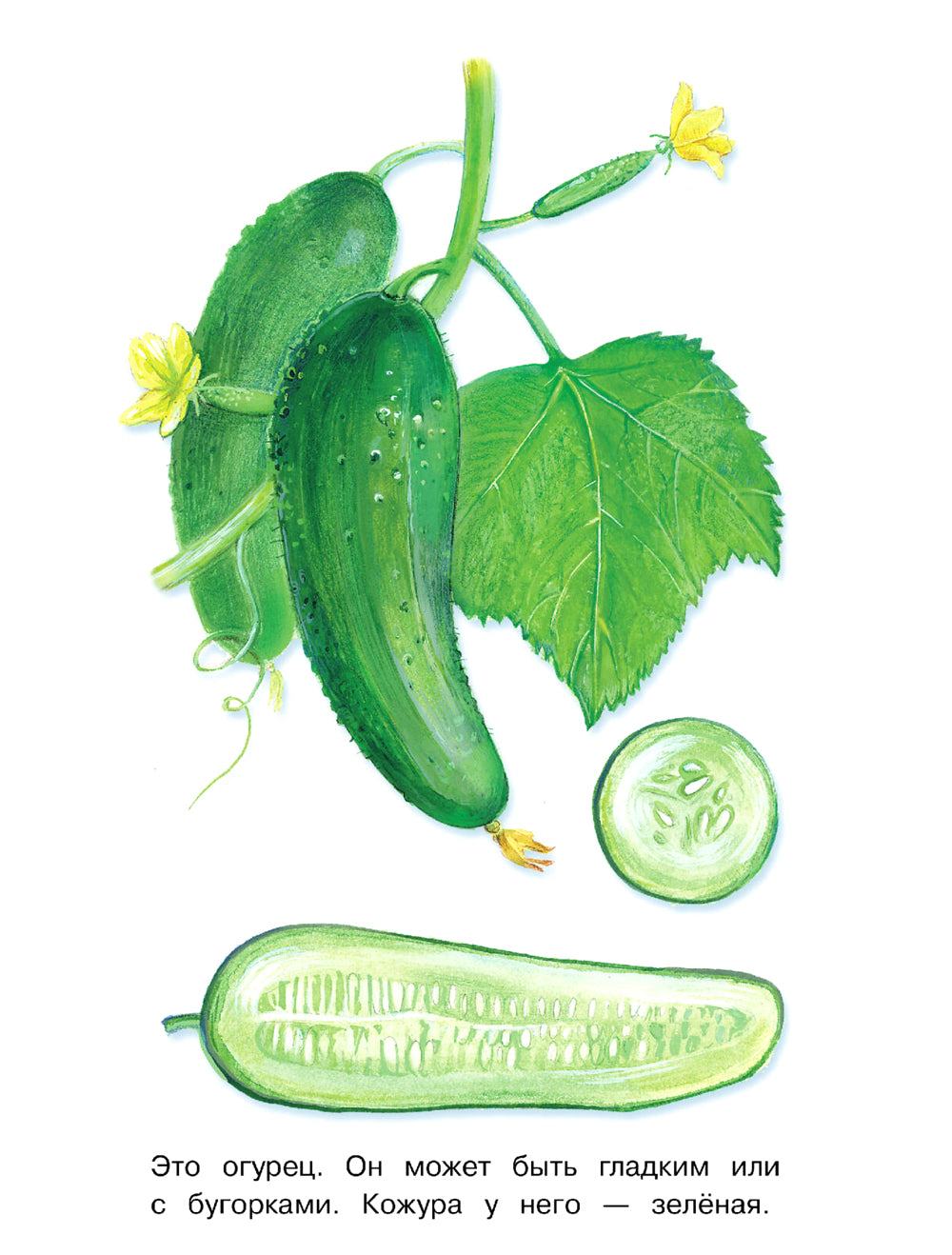 Objet : раскраска