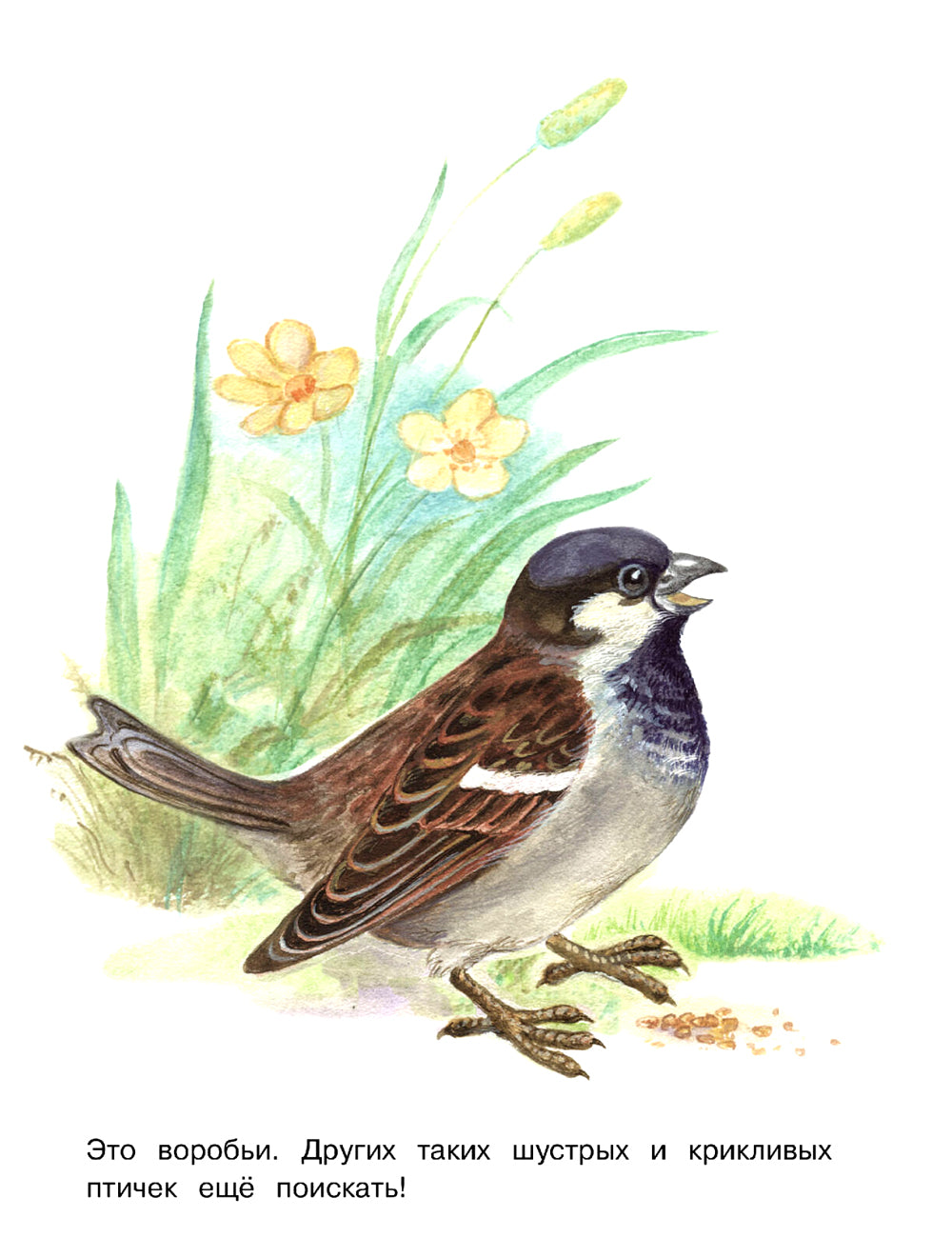 Points : раскраска