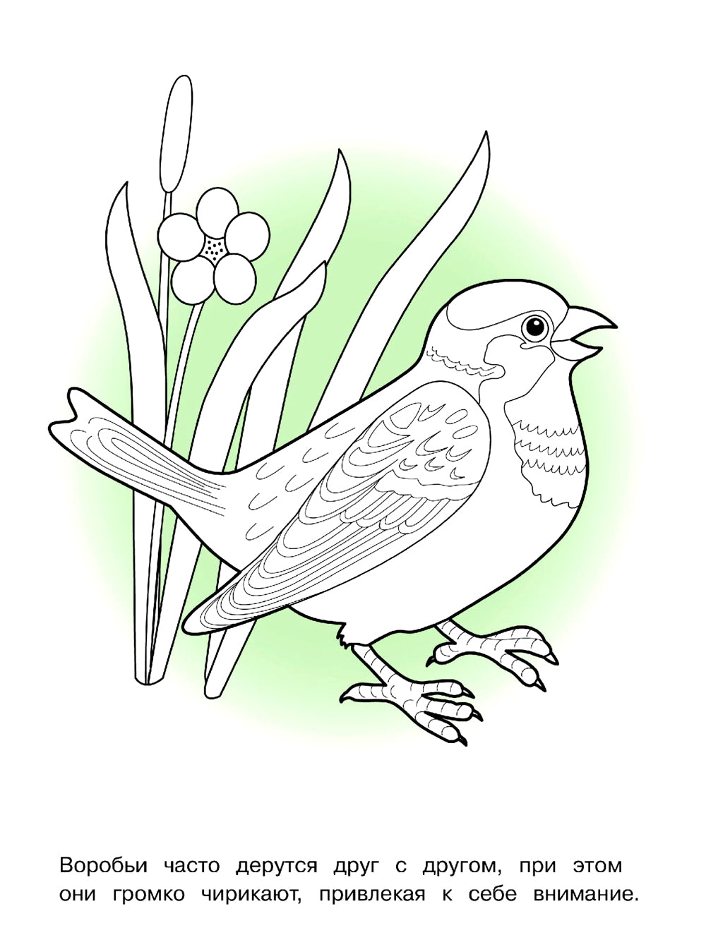 Points : раскраска