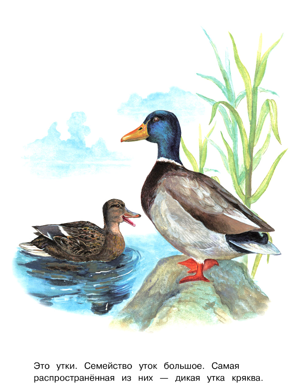 Points : раскраска