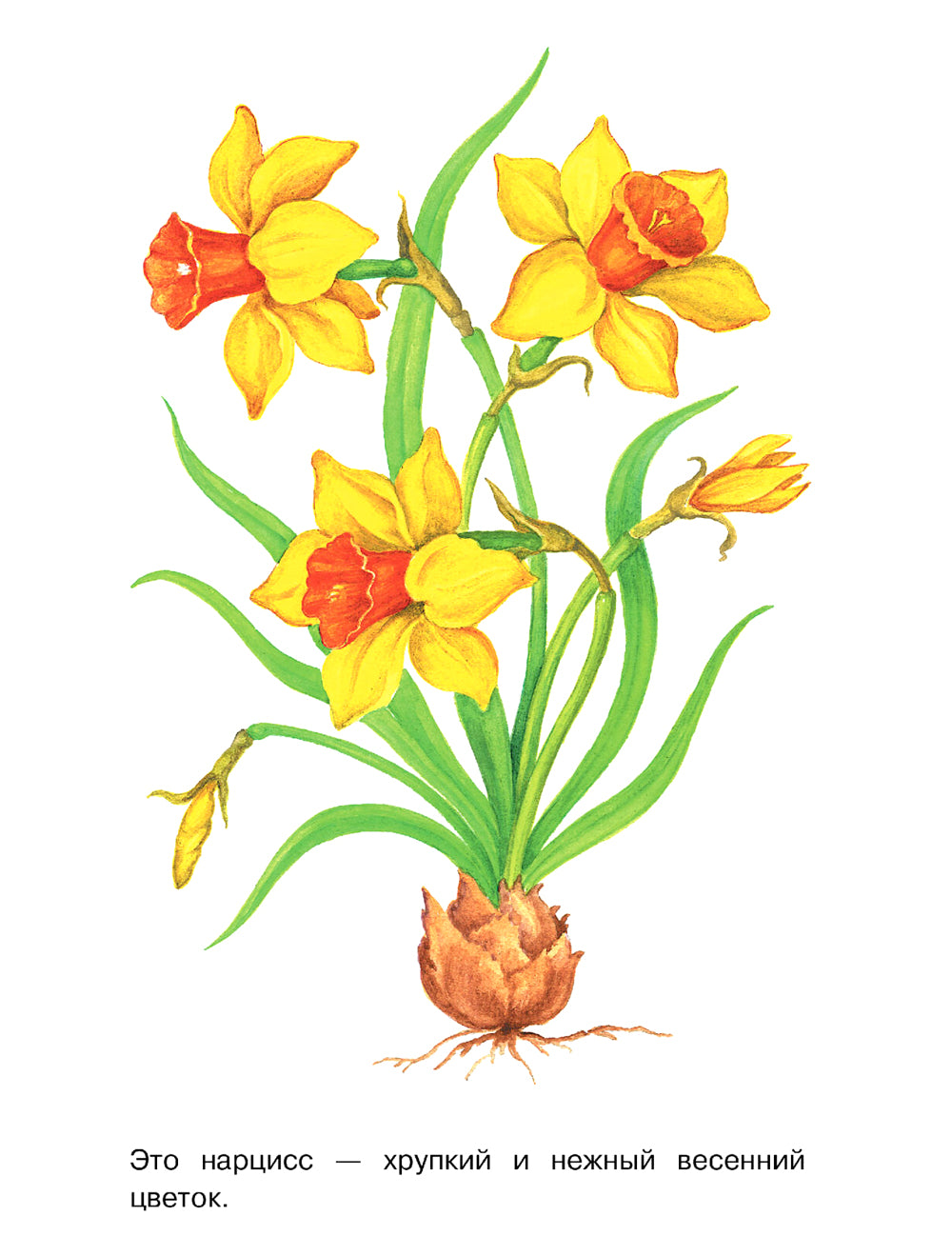 Садовые цветы: раскраска