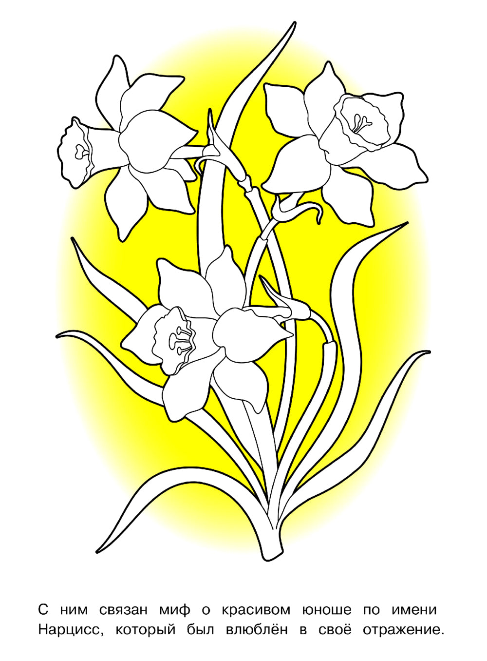 Садовые цветы: раскраска