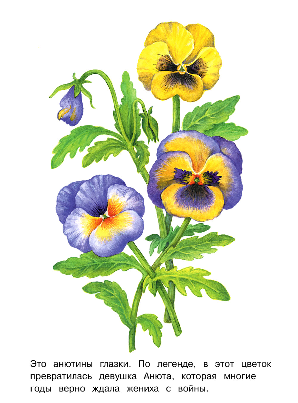 Садовые цветы: раскраска