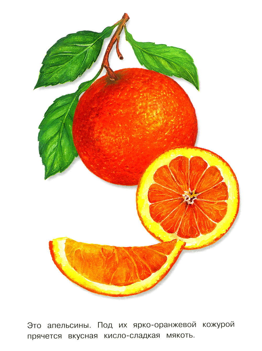 Фрукты: раскраска