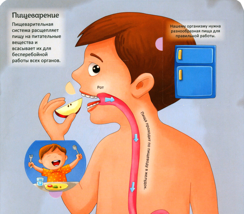 Тело человека. Энциклопедия с окошками