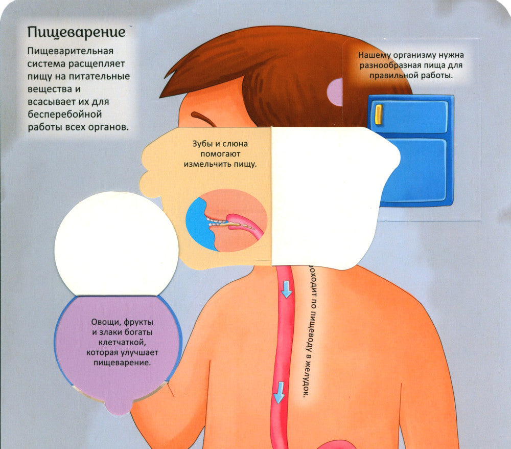 Тело человека. Энциклопедия с окошками