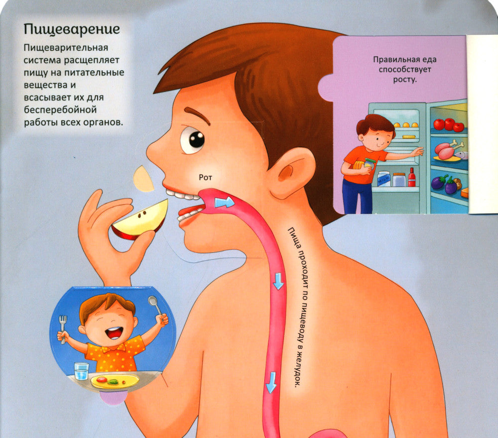 Тело человека. Энциклопедия с окошками