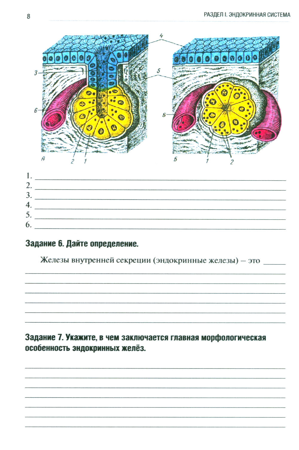 Анатомия человека: Спланхнология Ч. 6: Эндокринная система, иммунная и лимфатическая системы: Тетрадь-практикум
