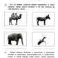 Обучающие тесты: в мире животных: 7-8 лет