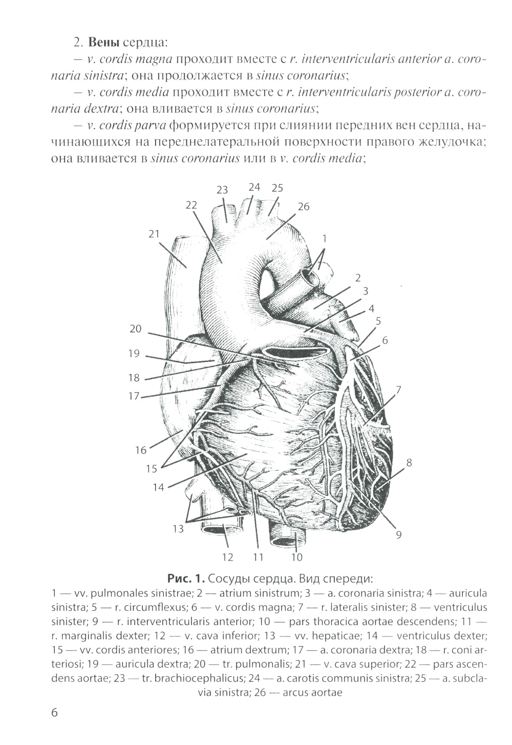 Сосуды и нервы внутренних органов: Учебное пособие. 10-е изд., перераб. и доп