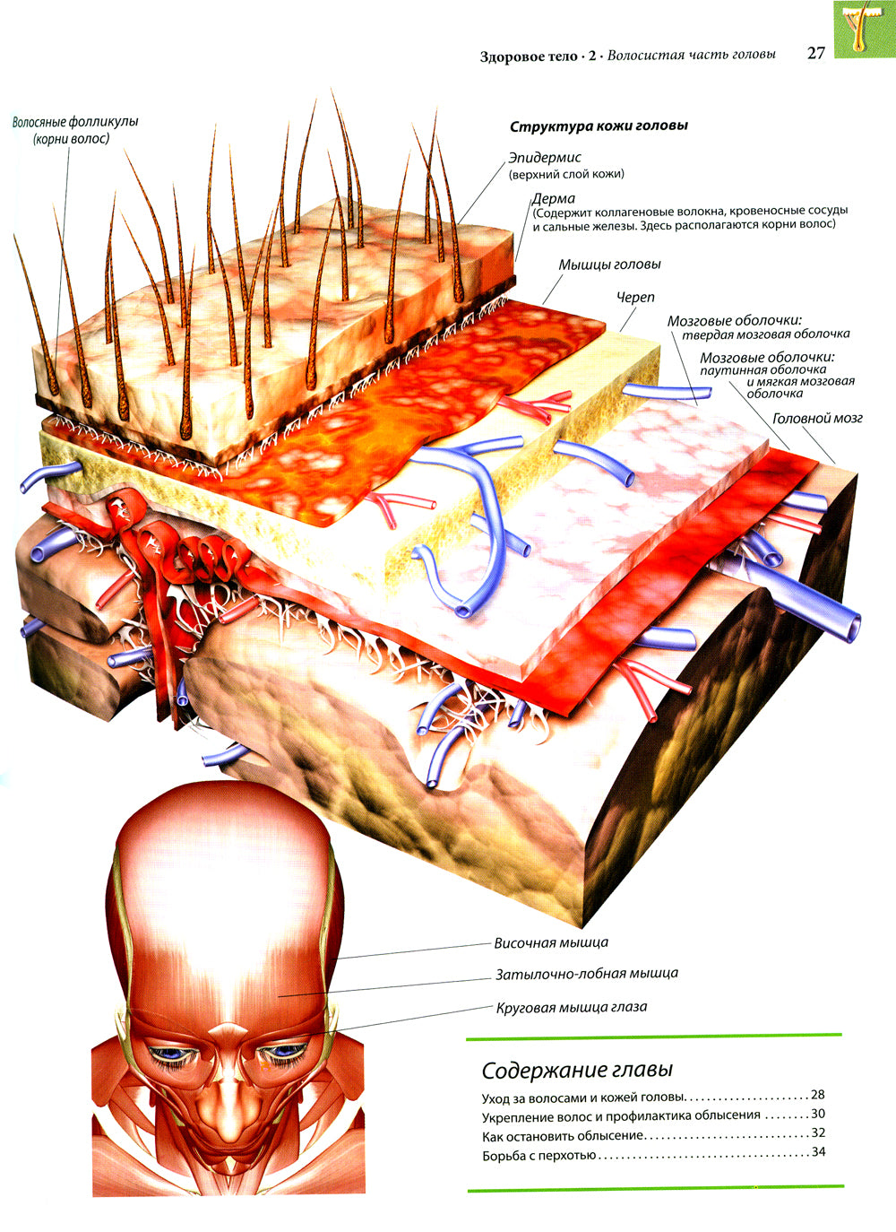 Здоровое тело. Практическое руководство по уходу за телом, профилактике и лечению заболеваний. 2-е изд