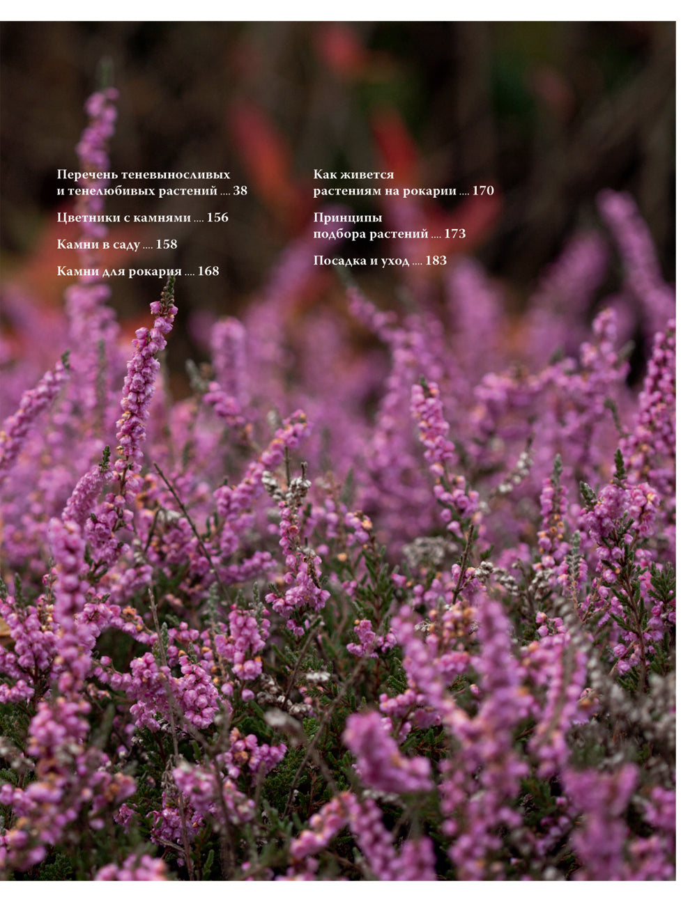 Цветник в тени. Неприхотливые растения для вашего сада