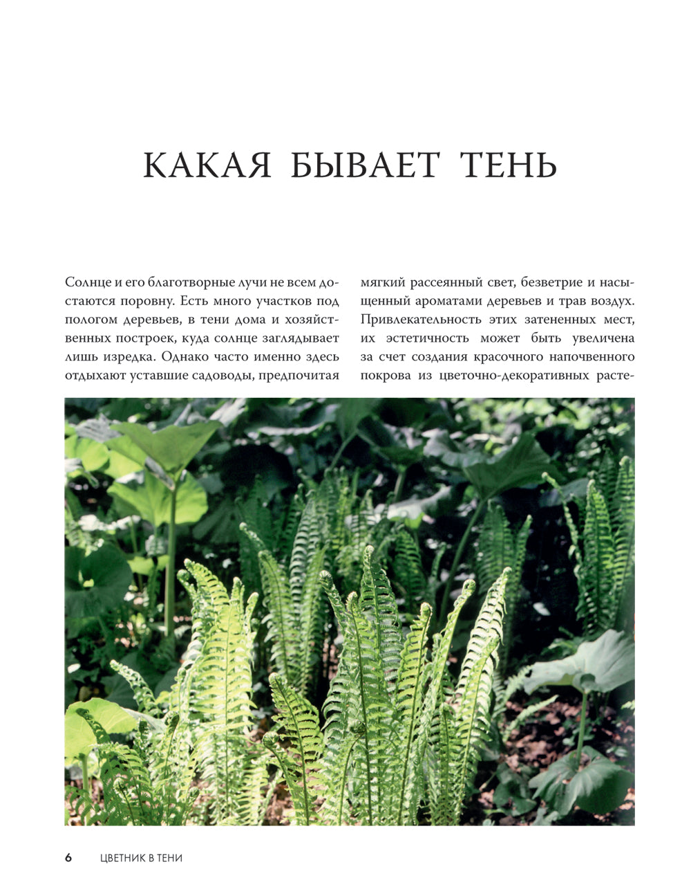 Цветник в тени. Неприхотливые растения для вашего сада