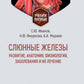 Слюнные железы: развитие, анатомия, физиология, заболевания и их лечение: Учебное пособие